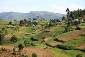 FAO central african republic