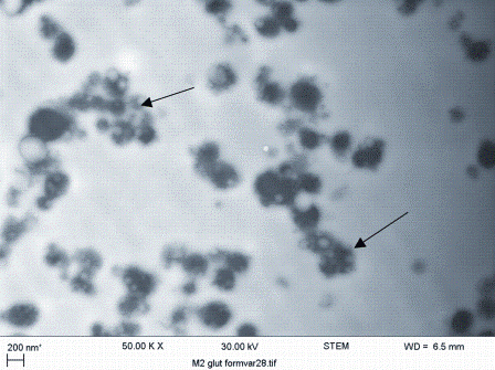 FIGURE 6Transmission electron micrograph of yoghurt made with microfluidised milk showing nano-clusters of fat and protein (arrows)