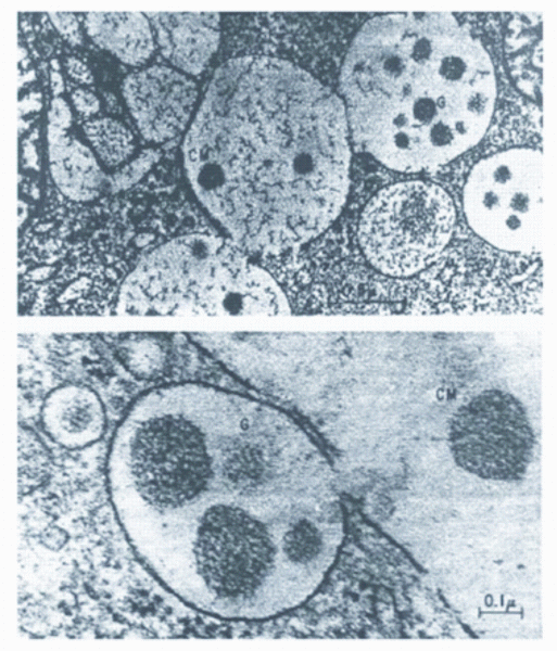 FIGURE 1Formation and discharge of casein micelles into the alveolar lumen of the mammary secretory cells