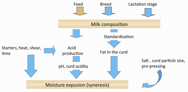 FIGURE 2 Basics aspects of cheese making affecting the water and calcium content and the pH of a rennet gel