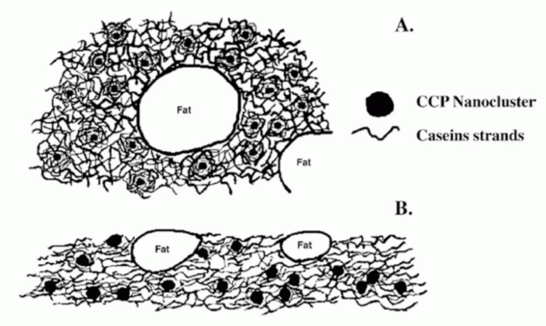 FIGURE 5Schematic drawing of the structure of unmelted(A) and melted (B) natural cheese16