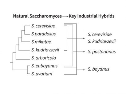 Figure 2: Taxonomic relationships in the genus Saccharomyces