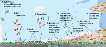 Figure 2: Biofilm formation steps. Reprinted with permission from the American Society for Microbiology (Breyers & Ratner, 2004. ASM News, Volume 70, Number 5, p. 232-235.