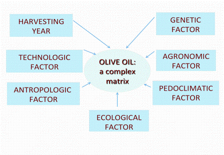 Figure 2: Different factors determining olive oil composition 