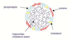 Figure 2 Schematic representation of yolk LDL