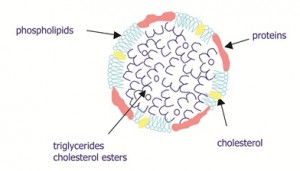 Figure 2 Schematic representation of yolk LDL