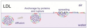 Figure 4 Hypothetical mechanism of LDL adsorption at an oil-water interface as compared with