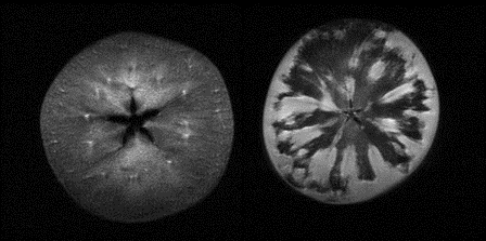 Figure 6 Fast MRI for detection of internal apple disorders: a healthy apple (left) can be esaly distinguished from a watercore apple (right). Fast Imaging with Steady state Precession (FISP) provided very fast 3-D maps of the internal disorders (less than 1 s). Copyright: UPM, Spain & Bruker, Germany & IFR, UK