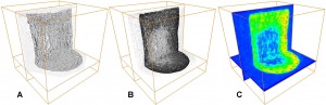 Figure 2 Successive imaging of the same piece of cortical tissue of freezedried