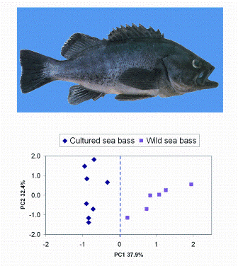 Figure 4: Principal component analysis of wild and cultured sea bass