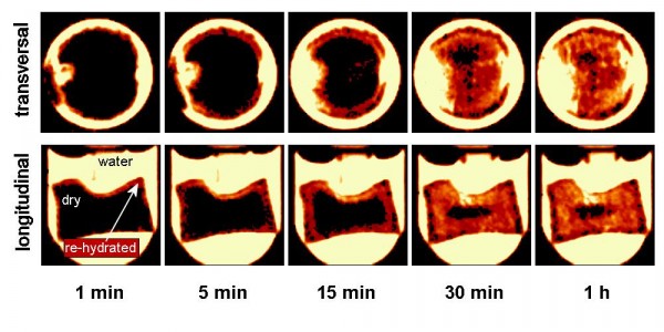 Figure 5Water ingress in a dried carrot piece as a function of hydration