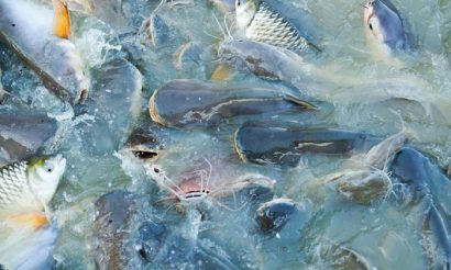 Fish-stocks-european-comission-sustainability