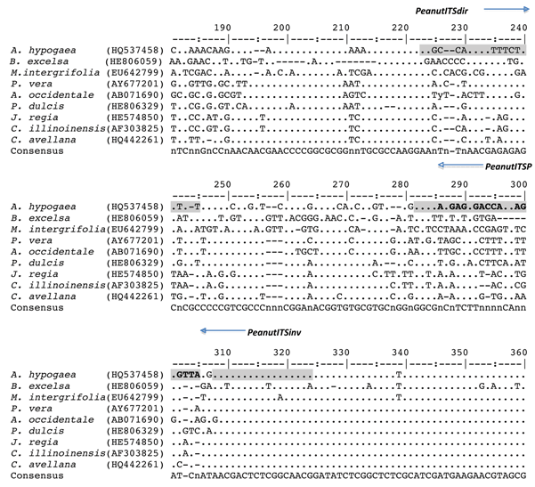 Figure 1. Deoxyribonucleic acid sequence alignment of the ITS region PCR products from peanut (Arachis hypogaea HQ537458), Brazil nut (Bertholletia excelsa HE806059), macadamia (Macadamia intergrifolia EU642799), pistachio (Pistacia vera AY677201), cashew nut (Anacardium occidentale AB071690), almond (Prunus dulcis HE806329), nut (Juglans regia HE574850), pecan (Carya illinoinensis AF303825) and hazelnut (Corylus avellana HQ442261). Primers PeanutITSdir, PeanutITSinv, and PeanutITSP probe are highlighted