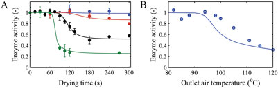 Figure 3: A) Measured and modelled enzyme inactivation as function of drying air temperatures of 80 (blue), 85 (red), 95 (black) and 110°C (green) during single droplet drying. B) Measured and predicted enzyme inactivation during laboratory-scale drying. The error bars indicate the standard deviation