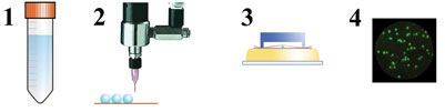 Figure 4: Schematic overview of the combined single droplet drying of probiotic bacteria and viability enumeration procedure. 1) microbial culture suspension, 2) single droplet drying, 3) reconstitution and staining, 4) fluorescence microscopy analysis
