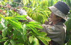 TECHNICAL ASSISTANCE: Nestlé trained more than 19,600 coffee farmers in Vietnam in 2012.