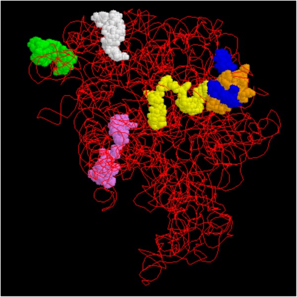 Figure 1 Model of the 23S ribosomal subunit. Binding sites for probes sourced from the literature are shown. Probe specificities and binding positions (E. coli numbering) are given below. Clockwise from upper left, they are: • Green: Salmonella, positions 1713-17301 • White: Pseudomonas spp., positions 1432-14462 • Blue: Vibrio vulnificus, positions 287-3042 • Orange: S. aureus, positions 327-3493 • Yellow: Lactococcus lactis, positions 271-2892 (overlaps with V. vulnificus) • Purple: Bacteria (Universal), positions 1933-19512