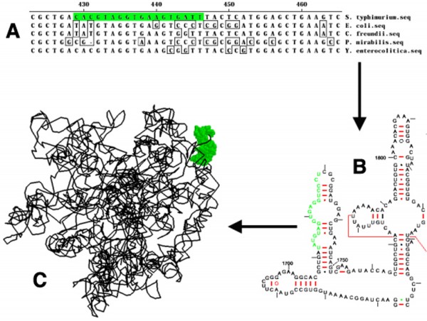 Figure 2 FISH Probe Development Process. A schematic highlighting steps in the development of an rRNA-targeted probe for whole-cell detection of microbial cells is shown. A probe developed for Salmonella1 is shown as an example. Panel A. The primary rRNA gene sequences from target cells (Salmonella) and closely-related non-target cells (other members of the Family Enterobacteriaceae) are aligned and compared. A short (15 – 18 base) region that is complementary to the sequence of Salmonella, but containing mismatches to non-target bacteria is selected=