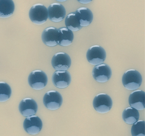 Oxoid Brilliance Staph 24 Agar Identifies Staphylococci in Foods within 24 Hours