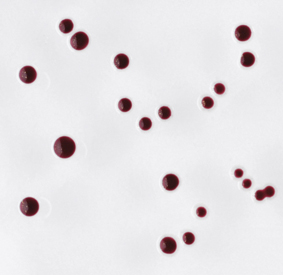 Campylobacter Testing with NEW Oxoid Brilliance CampyCount Agar 