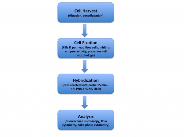 Figure 3 Overview of the FISH process for staining whole microbial cells. Cells are harvested via filtration or centrifugation, permeabilised with fixative, reacted with the probe and analysed via fluorescence microscopy or flow cytometry.