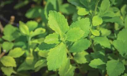 Stevia: an ally to healthy lifestyles