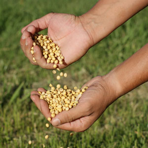 The hands of a man with soybeans