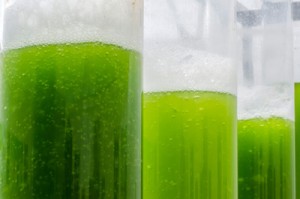 allmicroalgae