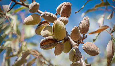 almonds2