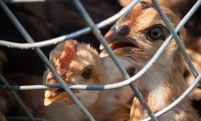 bird-flu-outbreak-uk