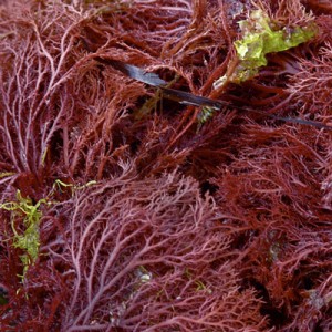 carrageenans-red-seaweed