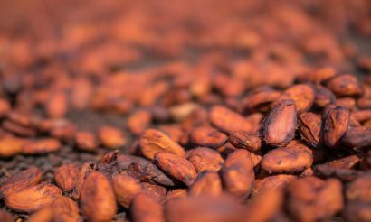 cocoa-farming-