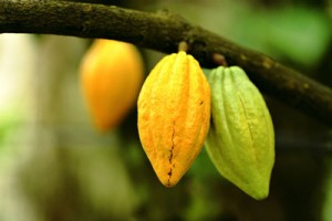 cocoa-production