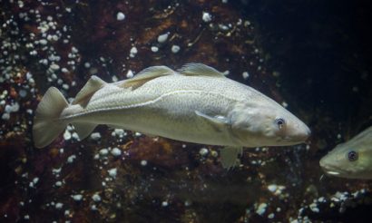 cod-genome-sustainability