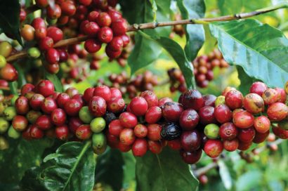 TIL the coffee bean is actually just the pit of a bright red fruit