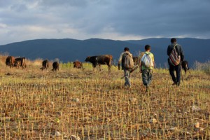 cow-lebanon