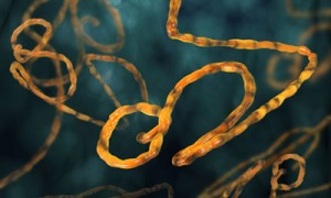 ebola efsa