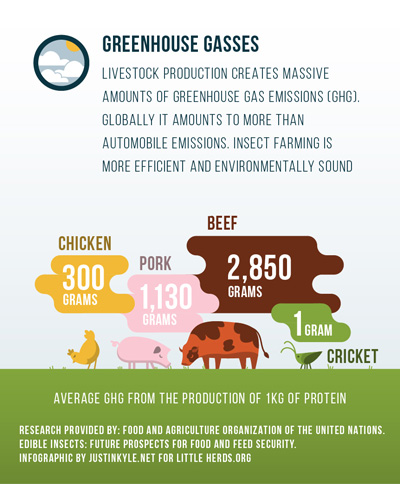 edible insects