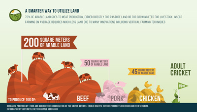 edible insects 