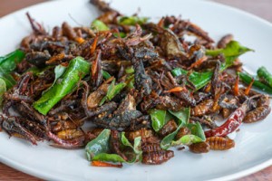 edible-insects