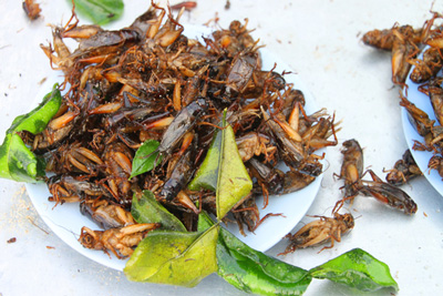 edible insects 