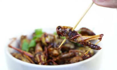 edible-insects-future