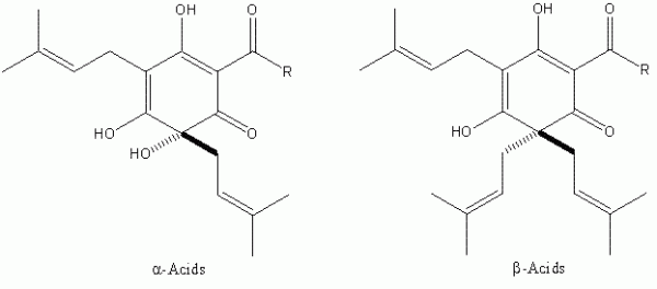 fig 1 Figure 1The major resin components of Humulus lupulus L. Both classes of compound exhibit bacteriostatic activity against Gram-positive bacteria. The R group represents differences in the biosynthetic pathway of the α- and β-acids, and can be isopropyl (valine origin), isobutyl (leucine origin) and sec-butyl (isoleucine origin). The two former predominate in all hop varieties known.