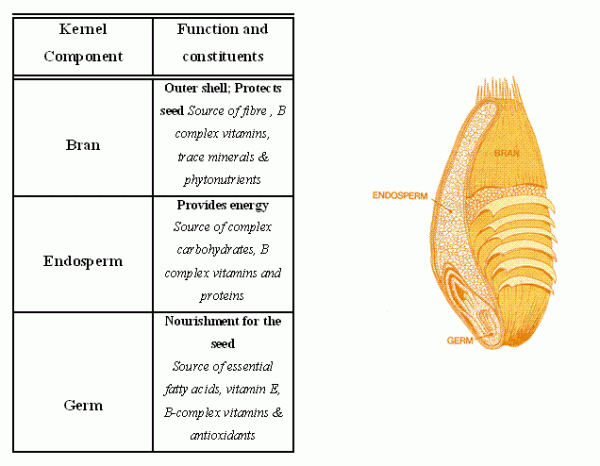 Figure 1Whole-grain Kernel: Major structural features of the Kernel presented as a cross-section of the grain