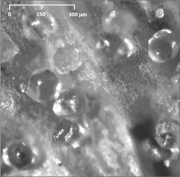 Figure 2 Photomicrograph (40 x magnification) of lupulin glands (mostly roughly spherical structures here), adhering to a supporting hop cone ‘leaf’ or bracteole. The hop resins and essential oils are contained within a bounding structure of a single cell cup covered by a convex extension of the cuticle of the cup cells