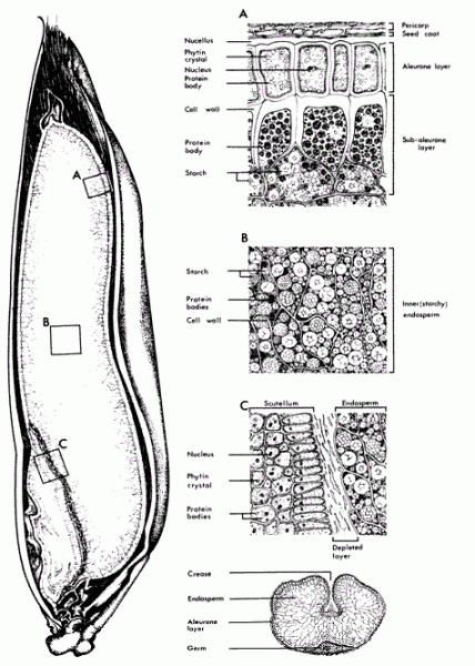 Figure 2 Anatomical components of a typical oat kernel. Major structural features of the oat kernel presented as a cross-section of the grain. (A), (B) and (C) are higher magnifications of portions of the bran, endosperm and germ, respectively. Reprinted from an original by Fulcher (1986) with kind permission from the author.