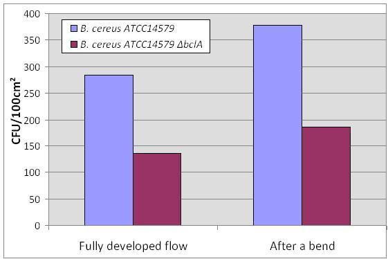 Figure 2 Re-adhesion in pipes of spores of two strains of B. cereus, detached during cleaning [Legentil C., INRA UR638]