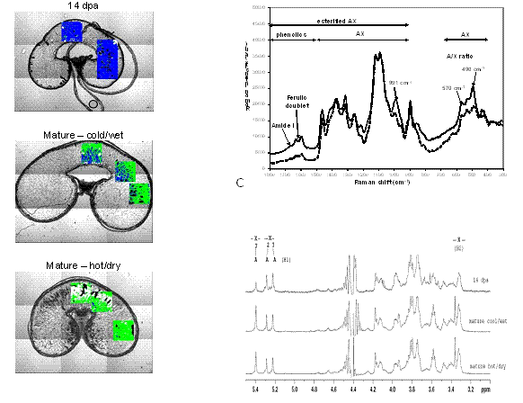 Figure 2 A. FT-IR spectroscopic images superimposed onto visible images from transverse cell wall-only thin sections (all cell contents removed, to leave only the cell wall network, showing three cell types; subaleurone, prismatic and round cells). Regions in colour represent the areas that were spectroscopically mapped. A colour was assigned to each pixel (16,384 pixels per image); green to represent low branched AX (LB-AX); blue to represent highly branched AX (HB-AX); white represents remaining starch, and black represents holes or pixels where the amount of AX was too low to determine. B. Typical Raman spectra for the endosperm cellwall of wheat at maturity (straight line) and at 14 days post anthesis (dpa) (dashed line), C. 1H NMR spectra for endosperm cell-wall of wheat at 14 dpa and at maturity under cool/wet or hot/dry conditions (200 transverse cell wall-only thin sections for each stage of grain development were allowed to dry and dissolved in D2O)