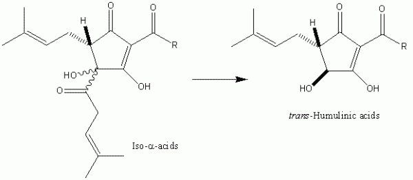Figure 4 Excessive processing of iso-α-acids under basic conditions results in the formation of humulinic acids. Humulinic acids do not demonstrate significant antibacterial, foaming or bitter properties, implying the importance of hydrophobicity for the elicitation of these properties.