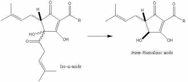 fig 4 Figure 4 Excessive processing of iso-α-acids under basic conditions results in the formation of humulinic acids. Humulinic acids do not demonstrate significant antibacterial, foaming or bitter properties, implying the importance of hydrophobicity for the elicitation of these properties.